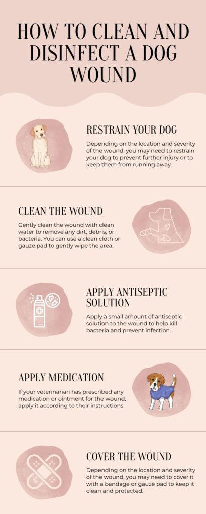 How to Clean and Disinfect a Dog Wound