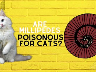 Are Millipedes Poisonous for Cats?
